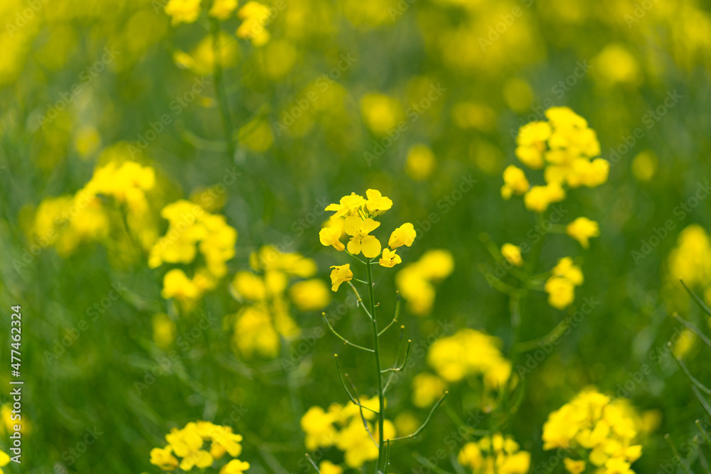 Single rapeseed flower on a yellow and green field. Single rapeseed flower on a yellow and green field.