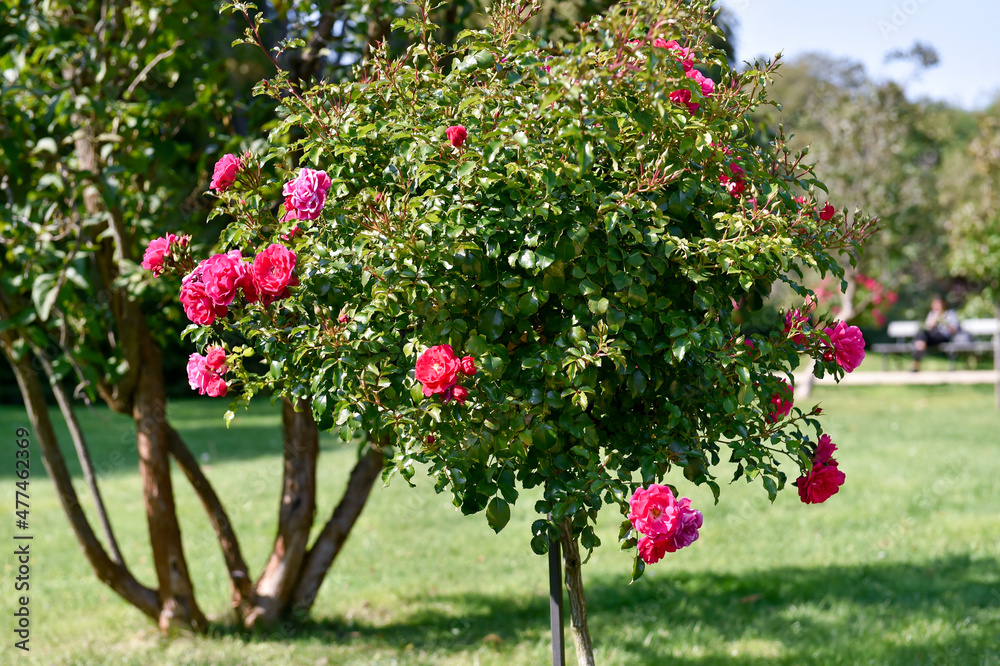 Fototapeta premium Roses in Royal Baths Park in Warsaw