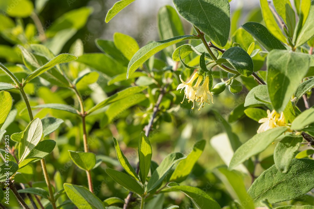 Wild honeysuckle branches with green fresh leaves and yellow buds and flowers are on a blurred background in a garden in spring