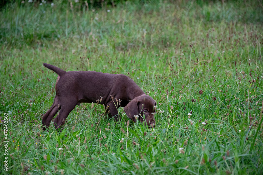 dog in grass dog in grass