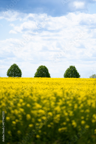 Rapeseed field in spring, near Hannover, Germany.