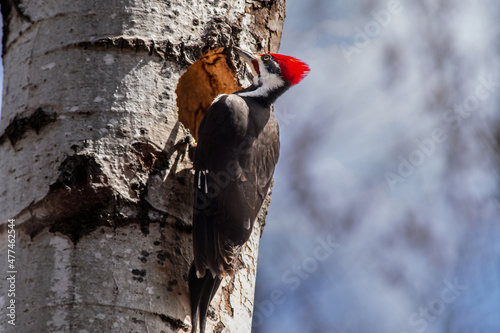 Male Pileated Woodpecker  Dryocopus pileatus  looking into his nest hole in a birch tree.