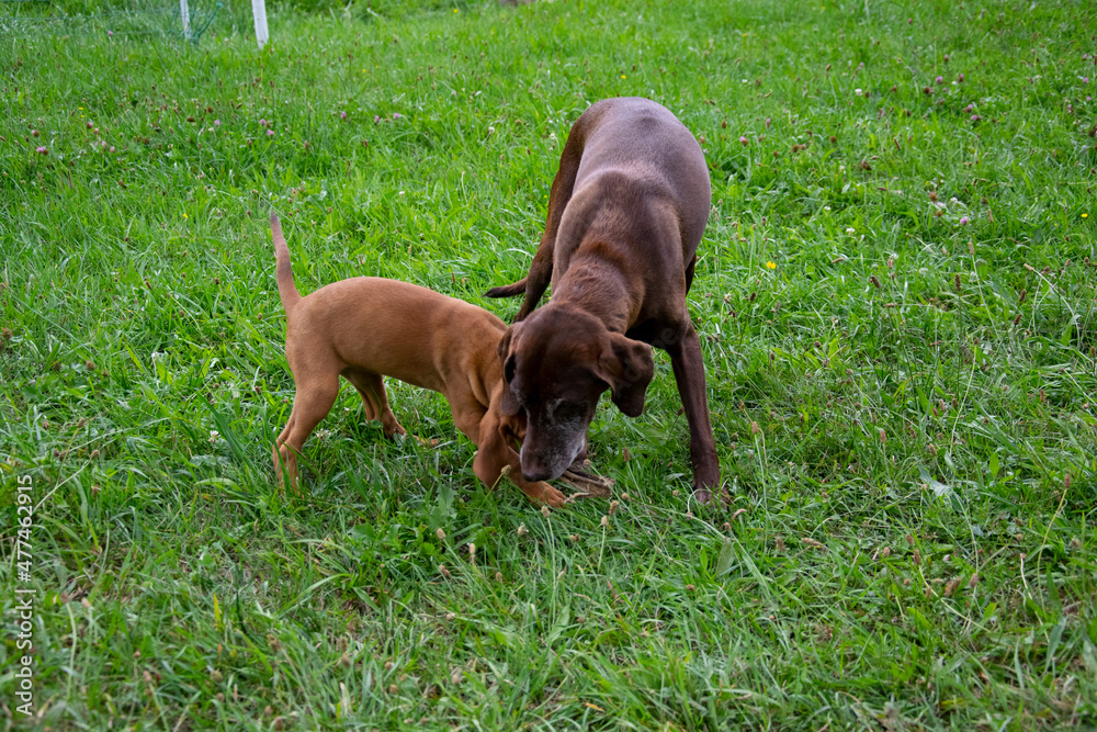 Vizslar
Short-haired Hungarian pointing dog.
You don't have to go hunting with them. You can cuddle with them too, Vizslar
Short-haired Hungarian pointing dog.
You don't have to go hunting with them. You can cuddle with them too,