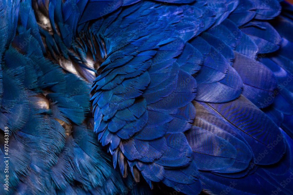 Fototapeta premium wild life photography