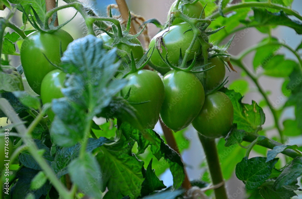 Bunches of small green cherry tomatoes on a branch.