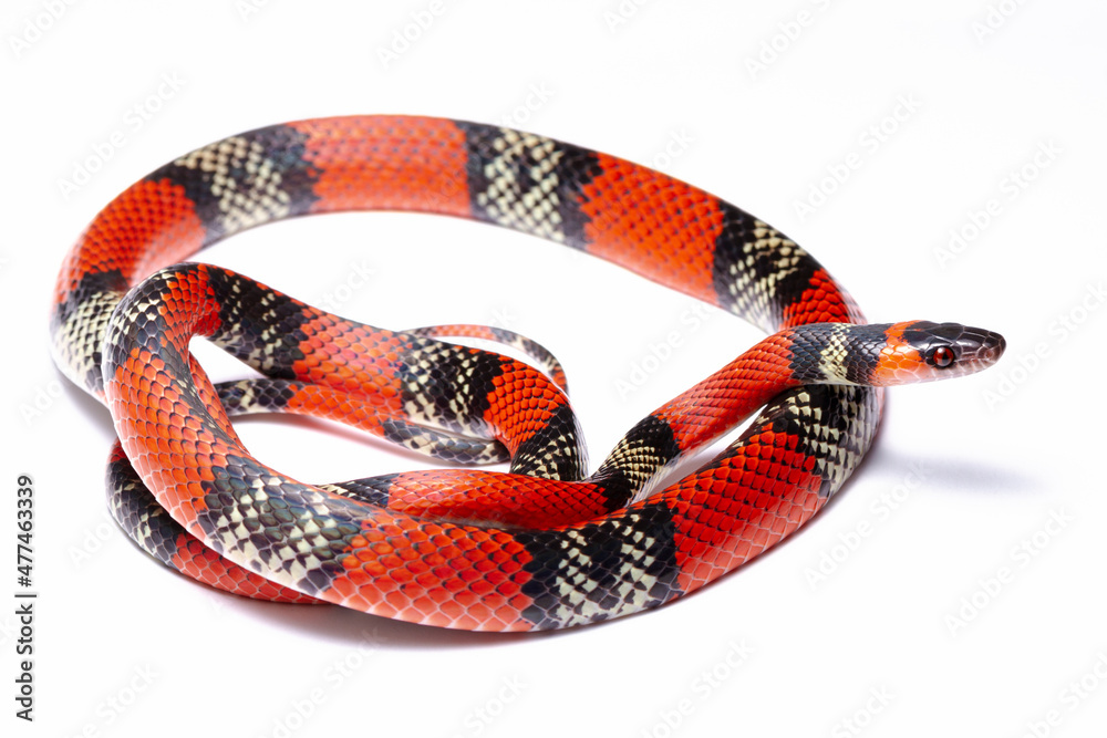 Naklejka premium wild life photography