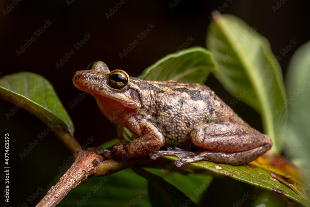 Obraz premium wild life photography