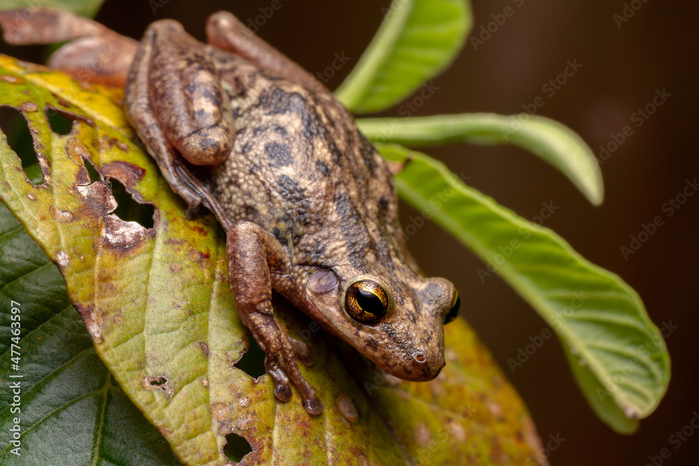 Obraz premium wild life photography