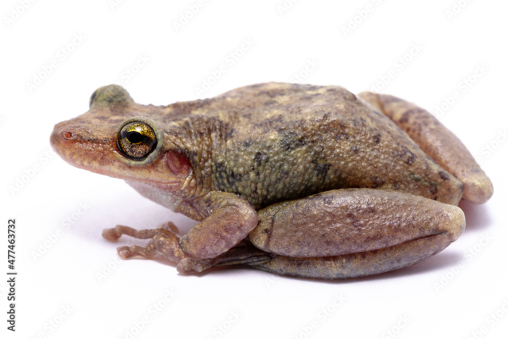 Fototapeta premium wild life photography