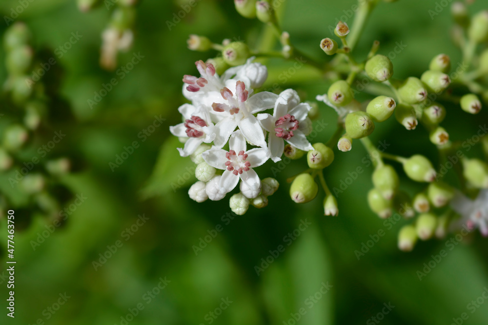 European dwarf elder