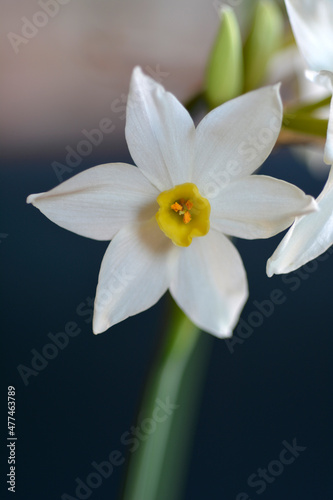 Fototapeta Bunch-flowered narcissus