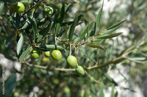 Common olive