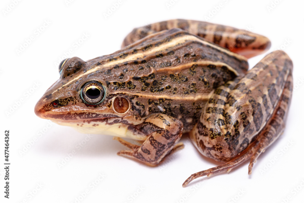 Fototapeta premium wild life photography