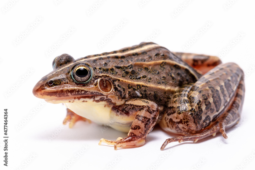 Fototapeta premium wild life photography