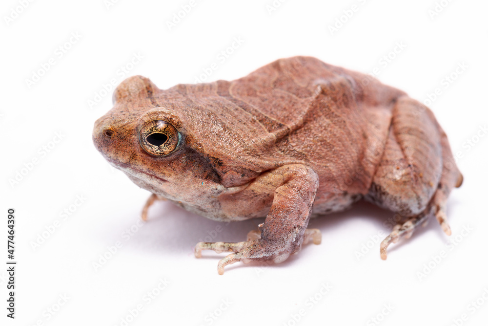 Fototapeta premium wild life photography