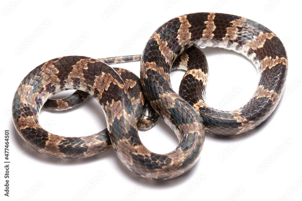 snake on white snake on white
