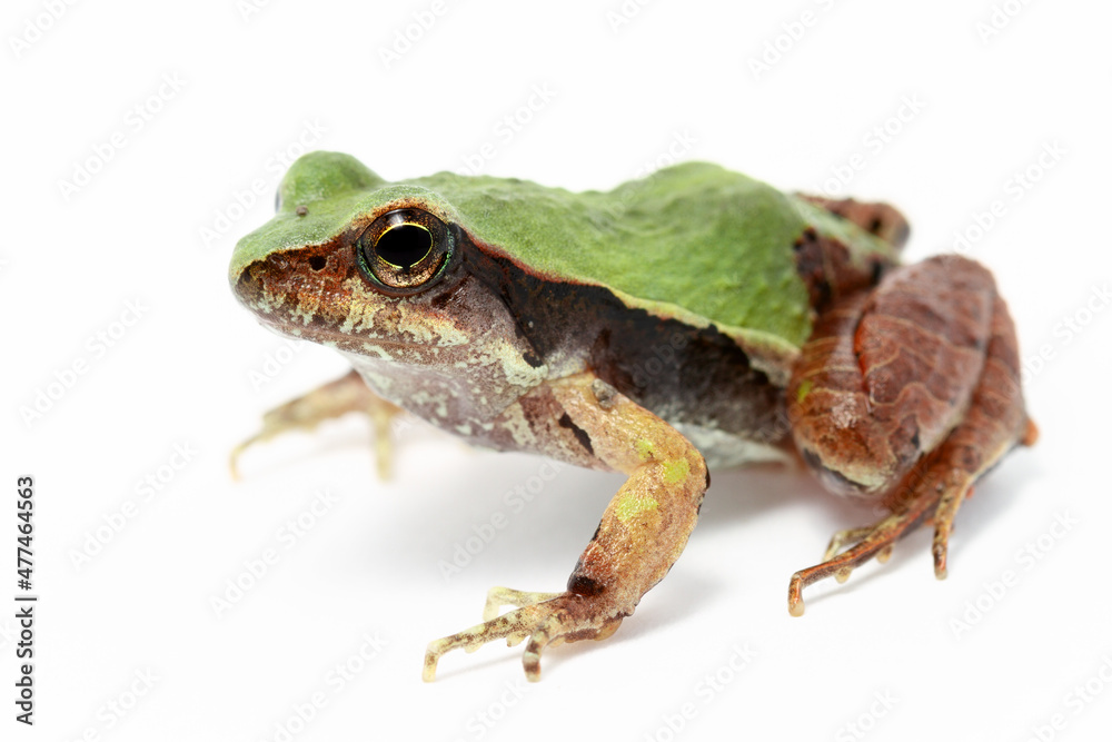 Obraz premium frog on white background