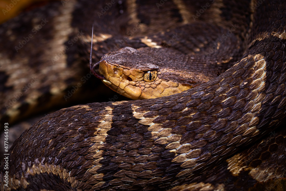 Fototapeta premium lance head snake close up