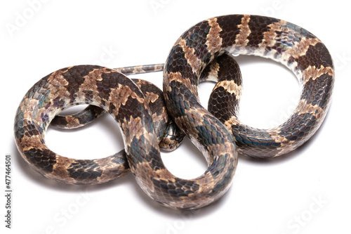 snake on white