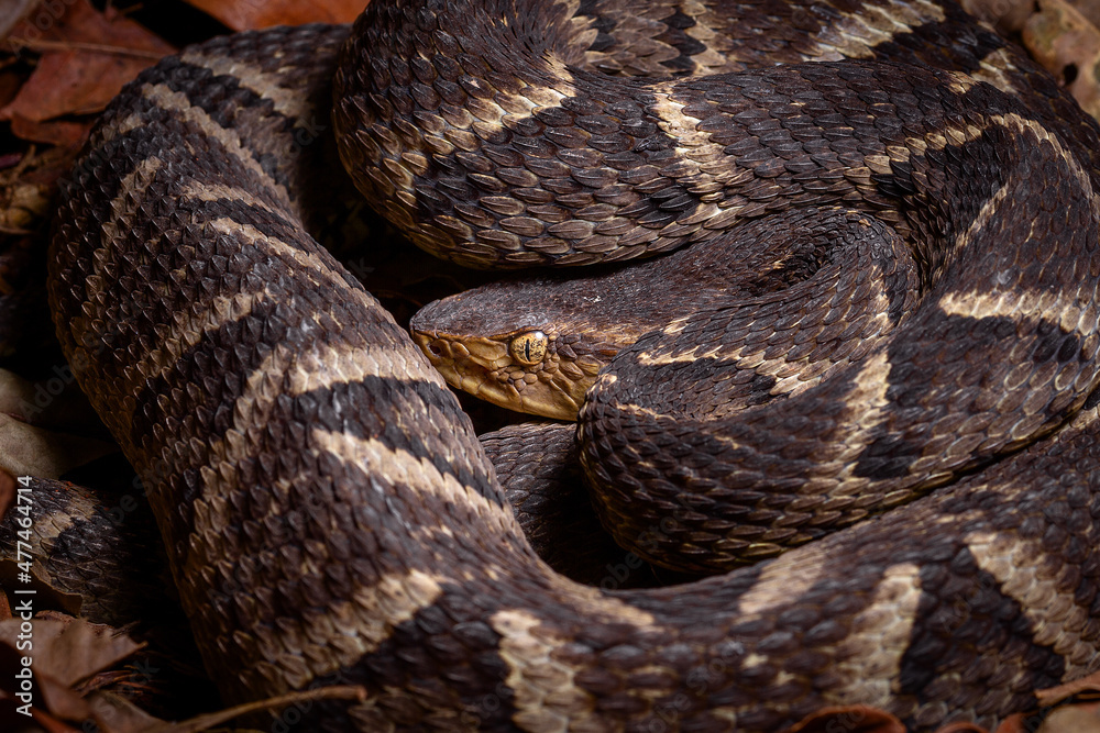 lance head snake close up lance head snake close up