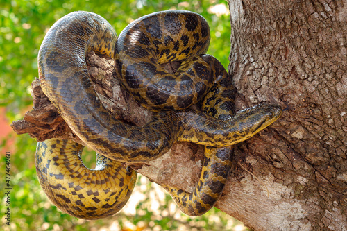 yellow anaconda on the tree
