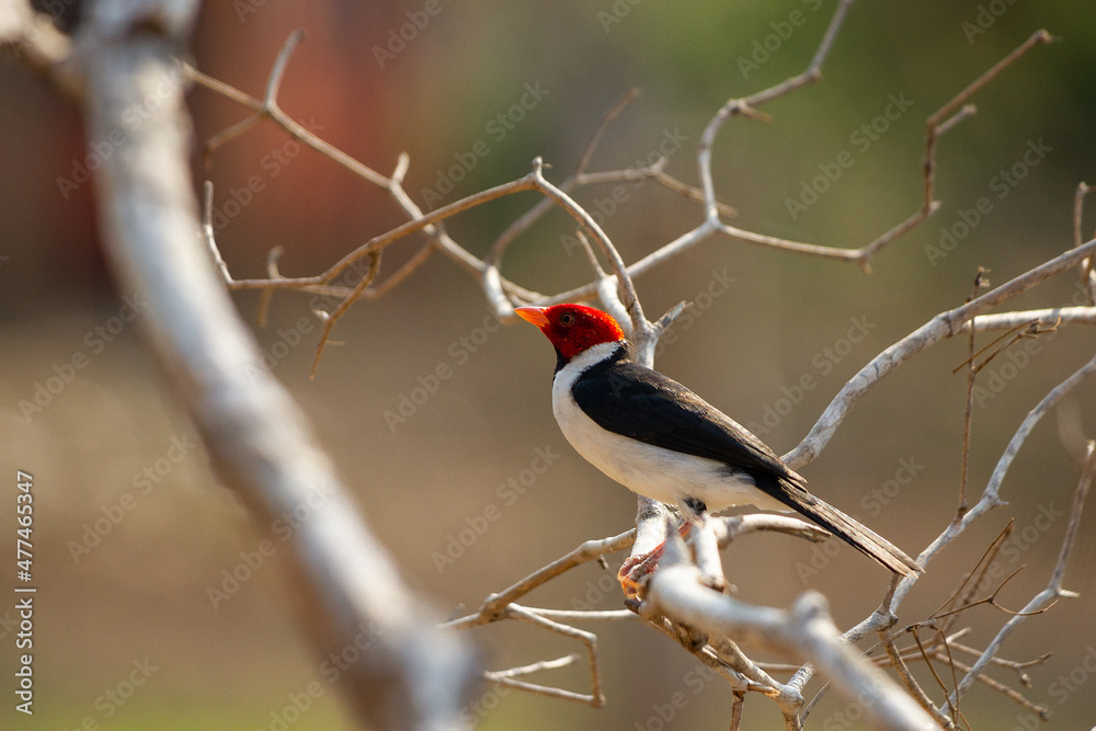 Fototapeta premium male cardinal on a branch