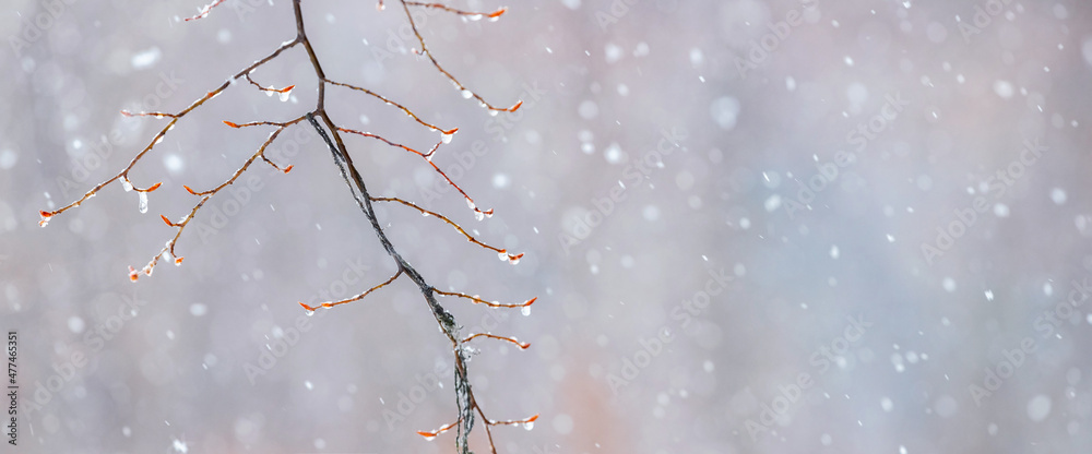 Raindrops on a bare branch in the spring during the melting snow Raindrops on a bare branch in the spring during the melting snow