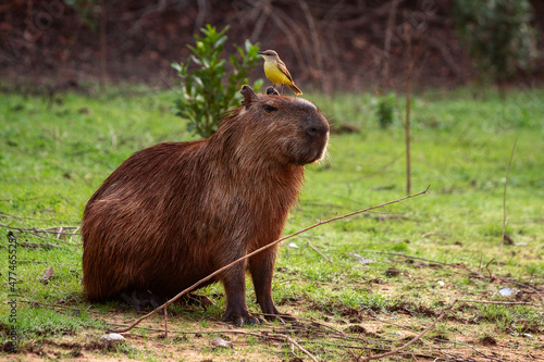 capibara and bird