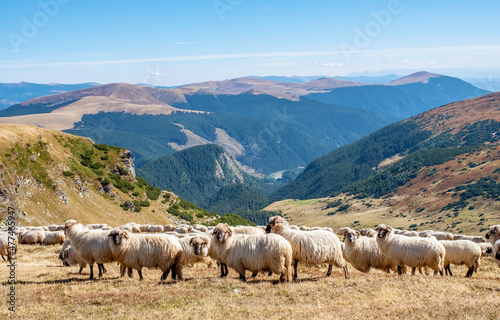 Flock of sheep in the mountains 