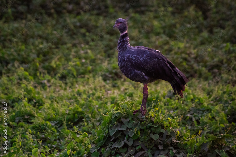 Obraz premium stork in the grass