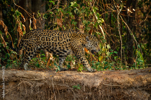 jaguar huntting in the forest
