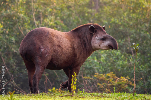 giant tapir photo