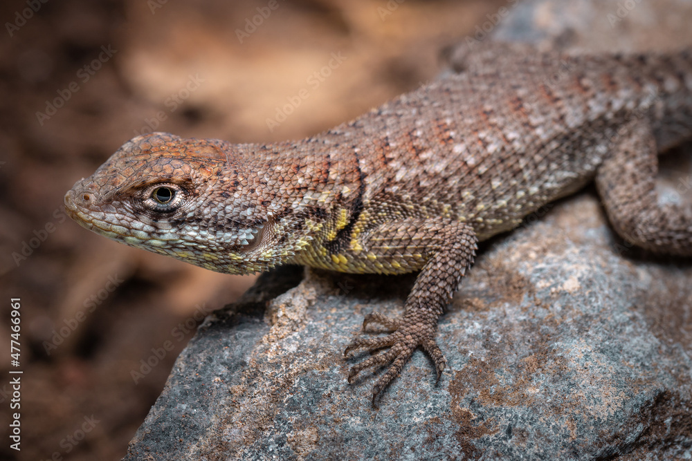 lizard on a rock lizard on a rock