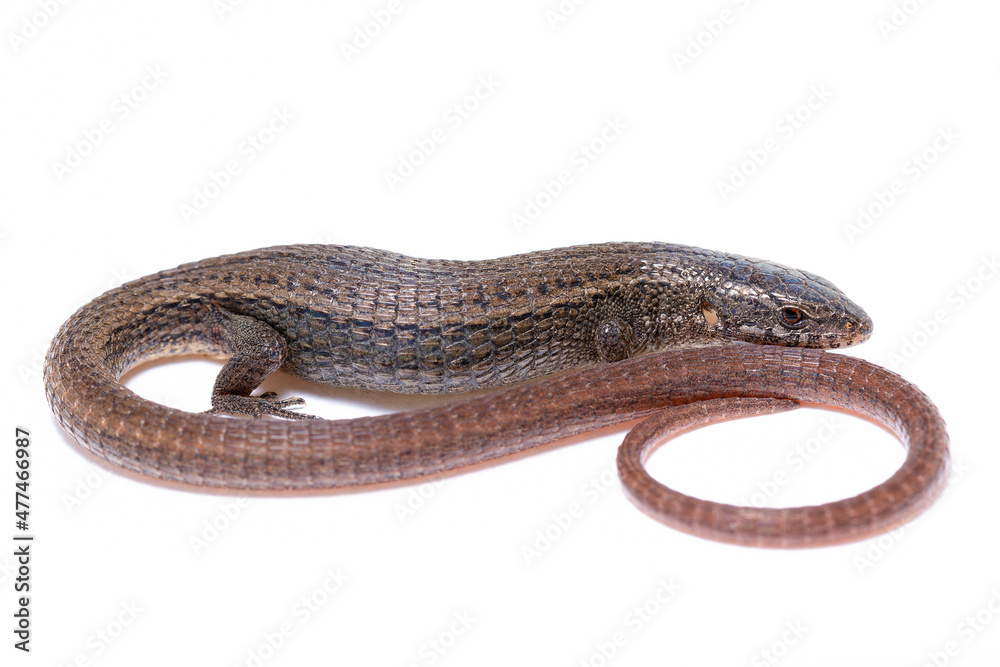 Obraz premium lizard on the white