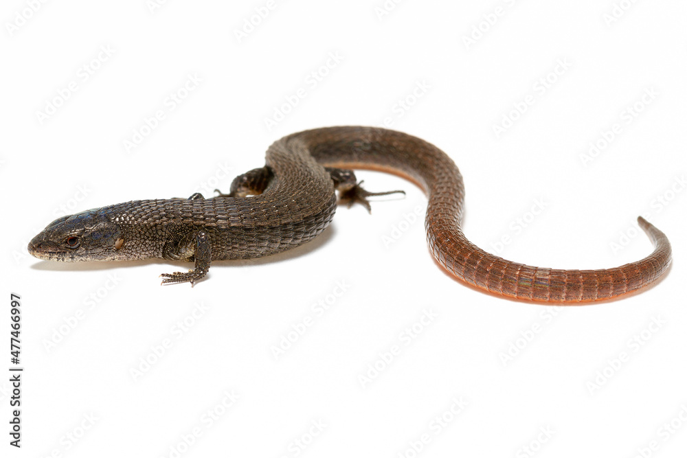 lizard on the white lizard on the white