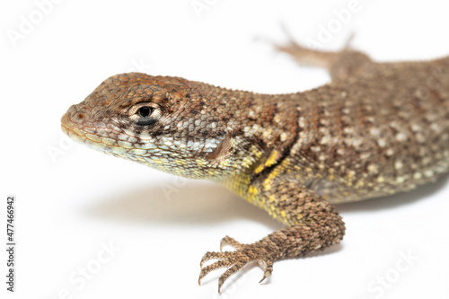 lizard on the white