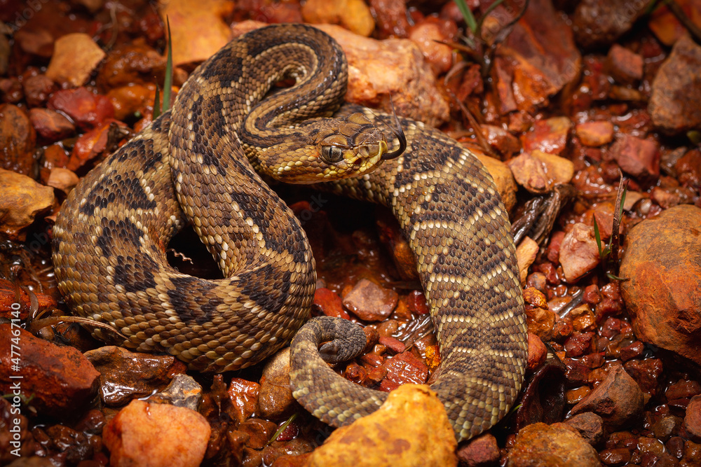 Fototapeta premium rattlesnake on the gound