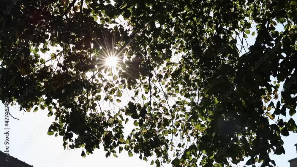 star shaped sun shines through a dense canopy of leafs
star shaped sun shines through a dense canopy of leafs