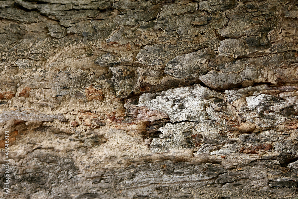 Wooden Bark in the garden , Close up Texture Wooden Bark in the garden , Close up Texture