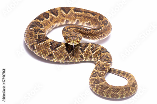 crotalus rattlesnake on the white