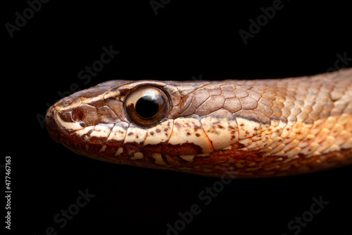 close up of snake