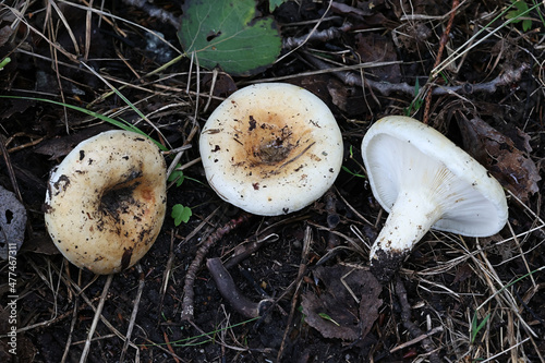 Fruity milkcap, wild mushroom from Finland, scientific name Lactarius evosmus