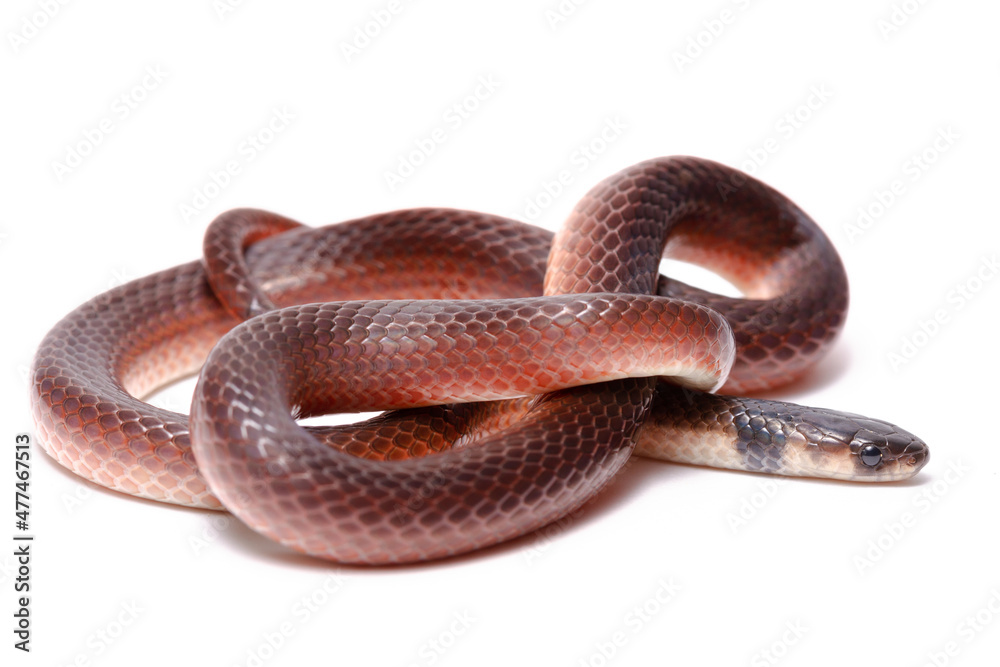 Fototapeta premium red ground snake on the white