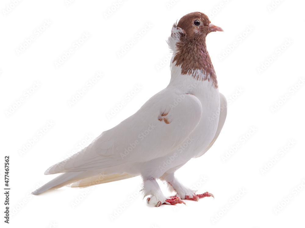 Obraz premium female Iranian pigeon isolated on white background