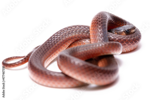 red ground snake on the white