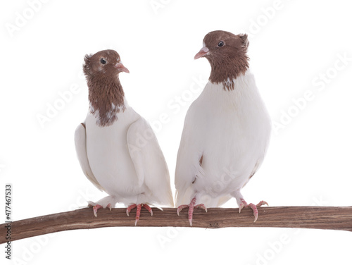 iranian pigeons sitting on a tree branch isolated on white background