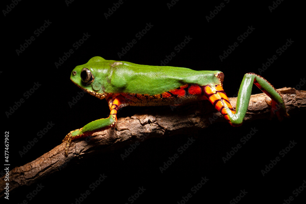 Fototapeta premium orange banded green tree frog on a tree