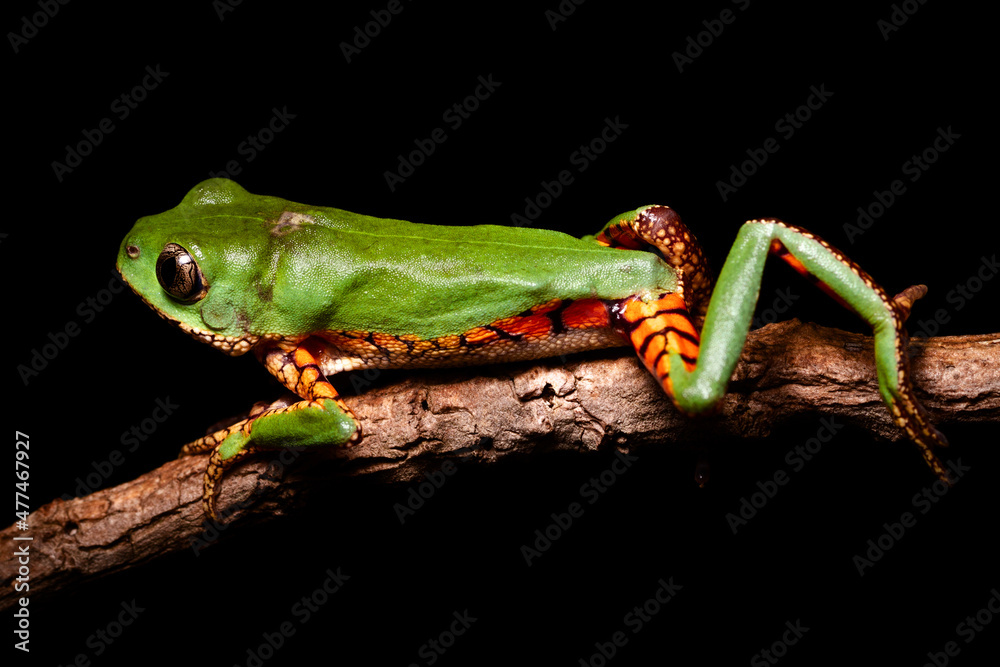 orange banded green tree frog on a tree
