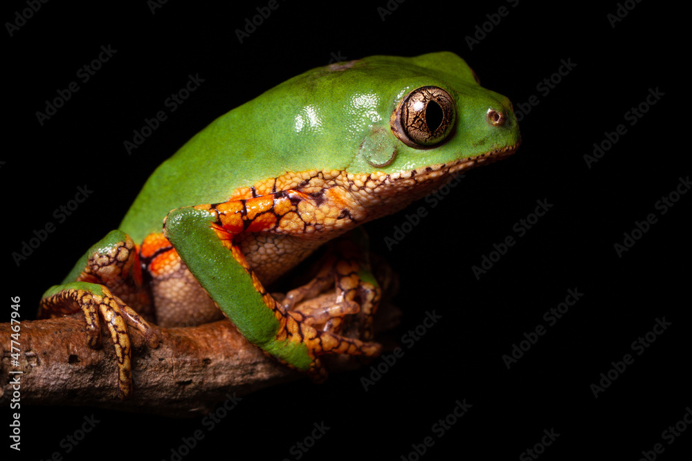 Obraz premium orange banded green tree frog on a tree