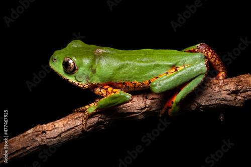 orange banded green tree frog on a tree
